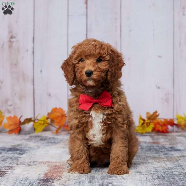 Zorro, Mini Goldendoodle Puppy